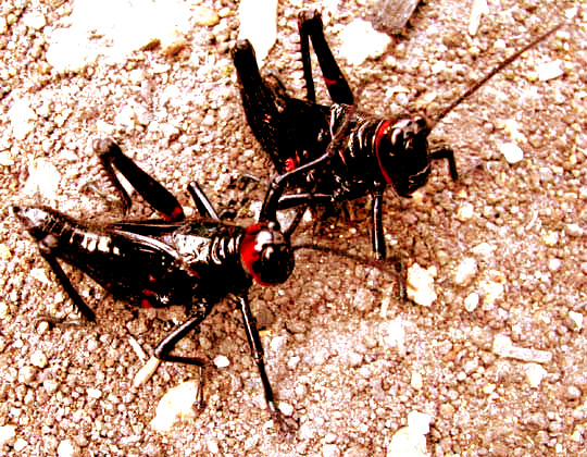 locust/ grasshopper nymphs