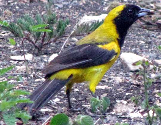 Black-cowled Oriole, ICTERUS DOMINICENSIS, immature