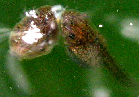 tadpole eating fungus