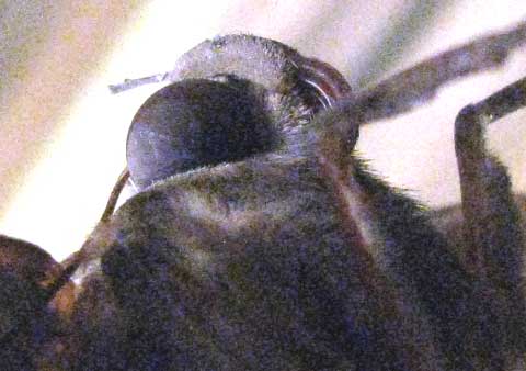 Black Witch Moth, ASCALAPHA ODORATA, head