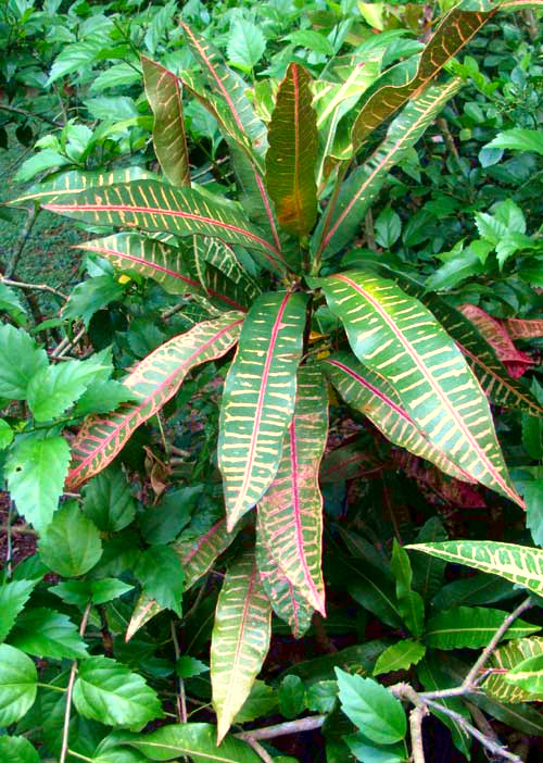 Variegated Croton, CODIAEUM VARIEGATUM