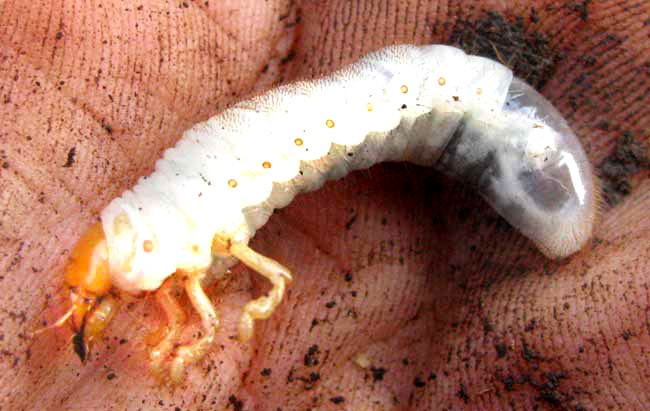 White Grub, cf. PHYLLOPHAGA