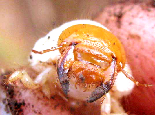 mandibles of White Grub, cf. PHYLLOPHAGA