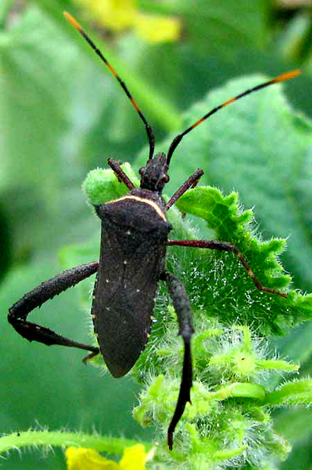 Citron Bug, LEPTOGLOSSUS GONAGRA