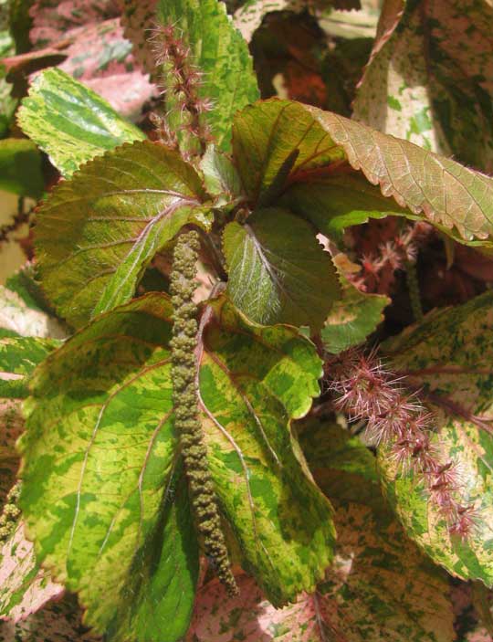 Copperleaf, ACALYPHA WILKESIANA