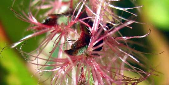 Copperleaf, ACALYPHA WILKESIANA, female flowers