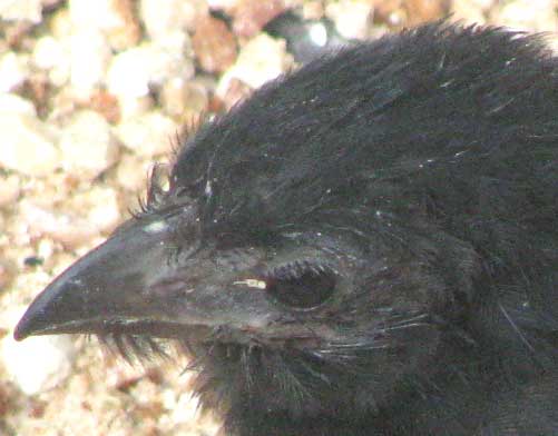 Groove-billed Ani, Crotophaga sulcirostris, immature bill