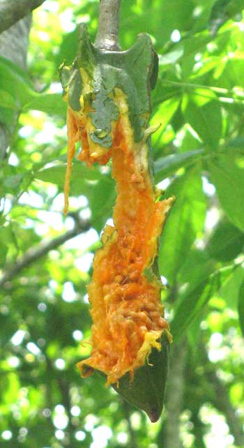 JACARATIA MEXICANA, fruit