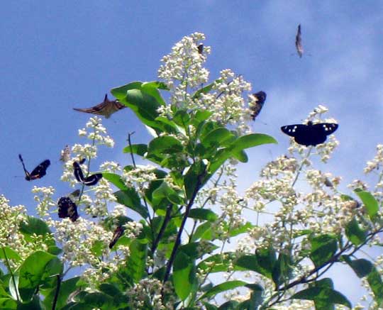 EHRETIA TINIFOLIA, flowering, with pollinators