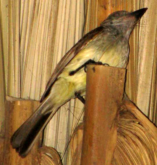 Brown-crested Flycatcher, MYIARCHUS CRINITUS, immature