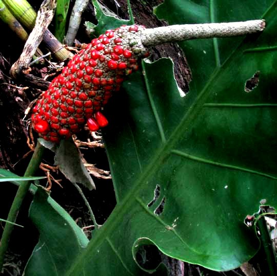 ANTHURIUM SCHLECHTENDALII, fruiting head