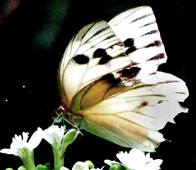 Giant White, GANYRA JOSEPHINA