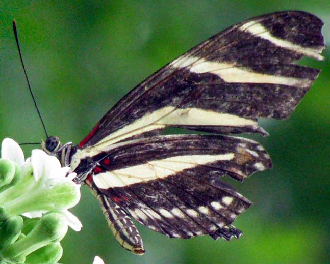 Zebra Heliconian, HELICONIUS CHARITHONIA