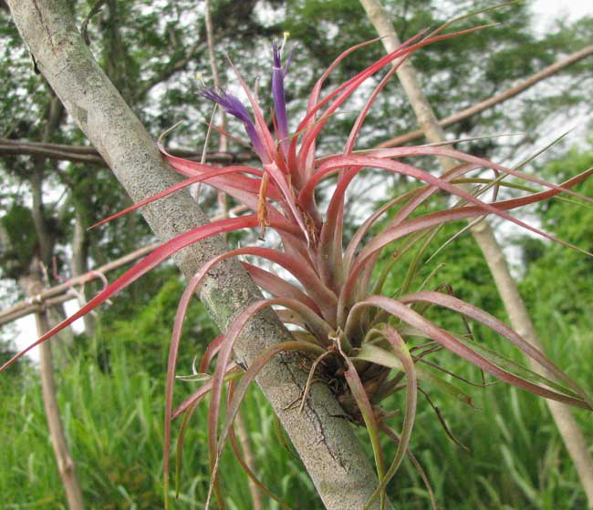 TILLANDSIA BRACHYCAULOS