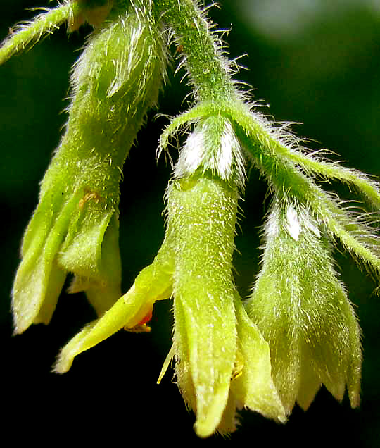 GRONOVIA SCANDENS, flowers