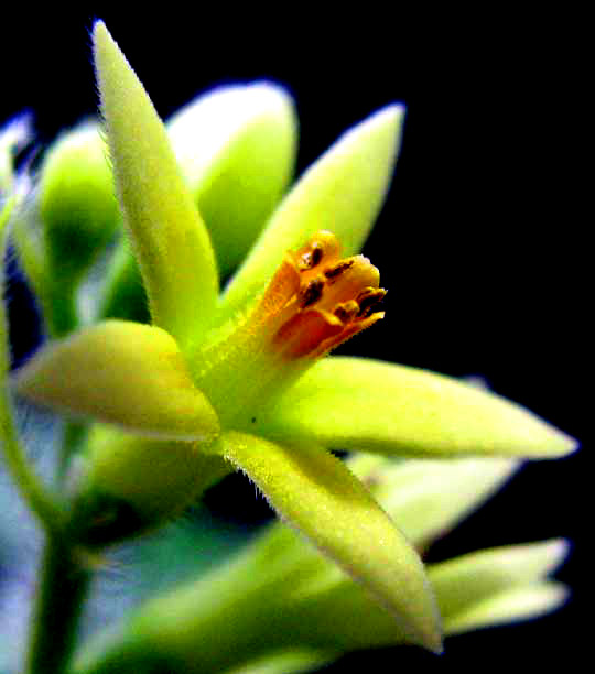 GRONOVIA SCANDENS, flower