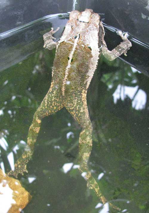 Gulf Coast Toad, BUFO VALLICEPS