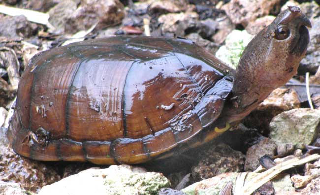 Creaser's Mud Turtle, KINOSTERNON CREASERI