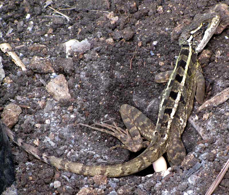 Striped Basilisk, BASILISCUS VITTATUS, laying eggs in nest