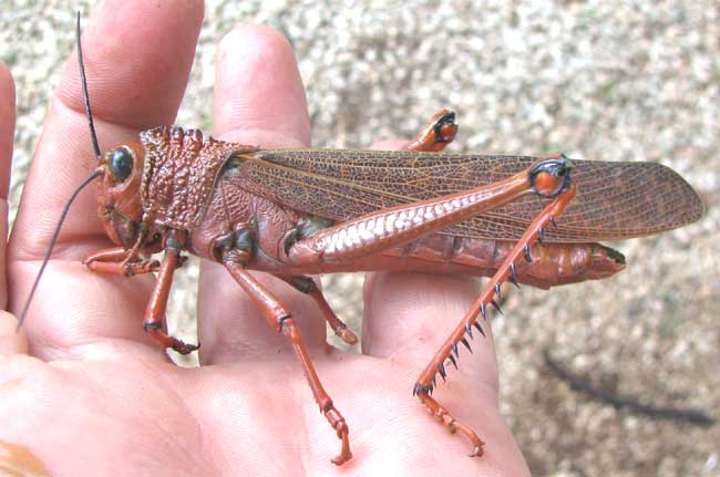 Giant Grasshopper, TROPIDACRIS CRISTATA ssp. DUX