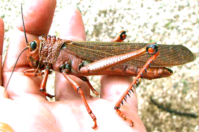 Giant Grasshopper, TROPIDACRIS CRISTATA ssp. DUX