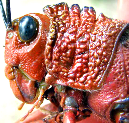 Giant Grasshopper, TROPIDACRIS CRISTATA ssp. DUX