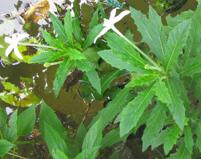 HIPPOBROMA LONGIFLORA