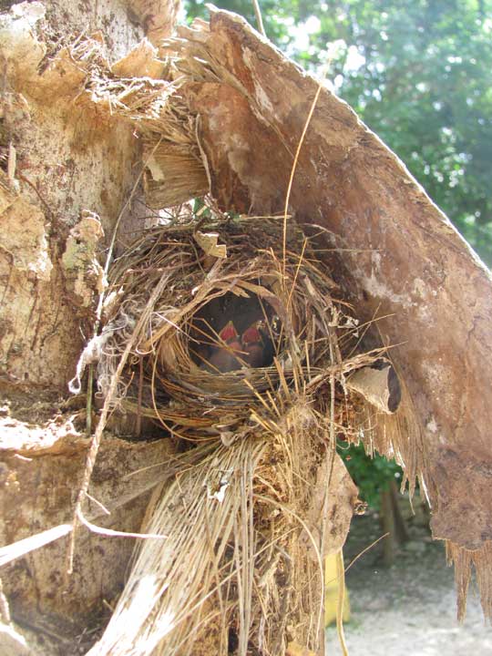 nest of Yellow-throated Euphonia, EUPHONIA HIRUNDINACEA