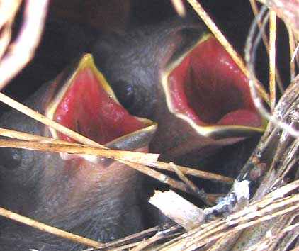 altricial nestlings of Yellow-throated Euphonia, EUPHONIA HIRUNDINACEA