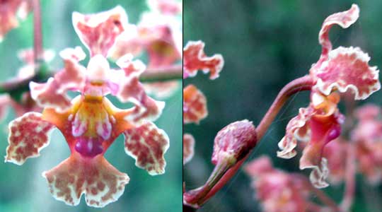 ONCIDIUM CARTHAGENENSE, flower