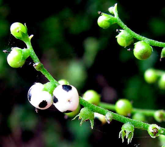 TOURNEFORTIA VOLUBILIS, fruits