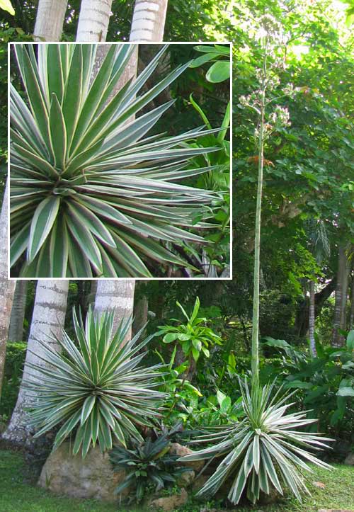 AGAVE ANGUSTIFOLIA var. MARGINATA, flowering