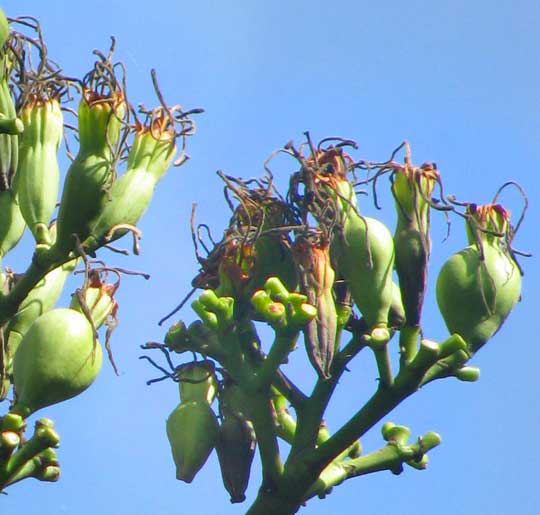 AGAVE ANGUSTIFOLIA var. MARGINATA, flowers