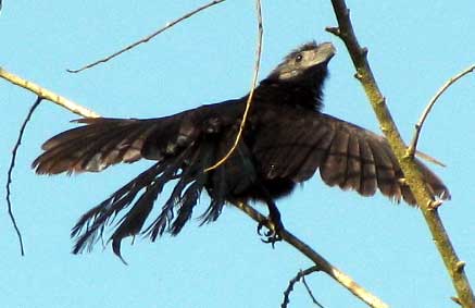 Groove-billed Ani, Crotophaga sulcirostris