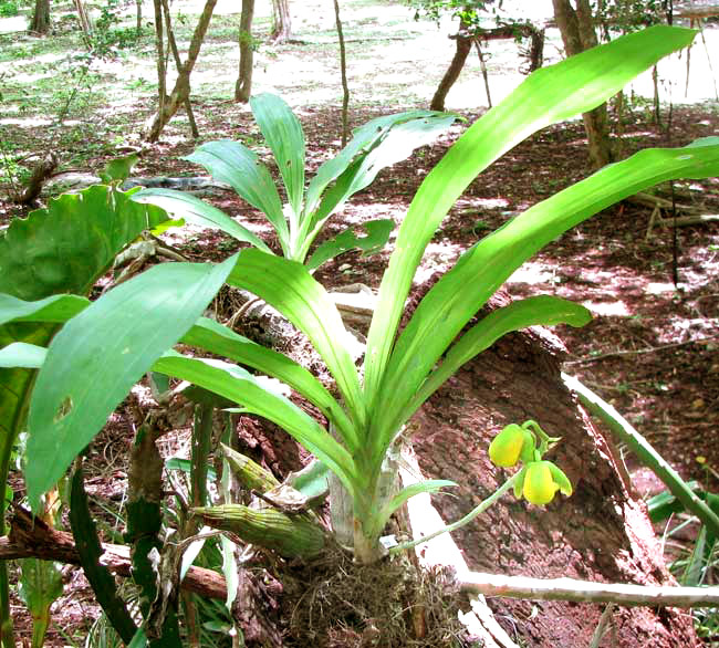 CATASETUM INTEGERRIMUM