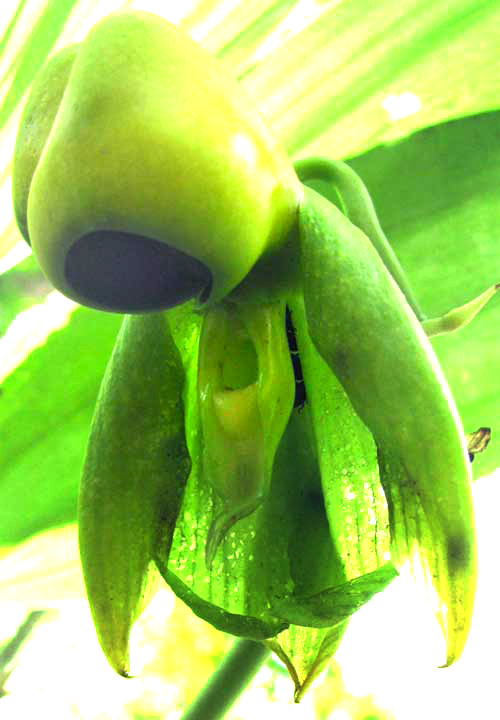 CATASETUM INTEGERRIMUM, flower