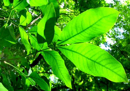 Guaya, MELICOCCUS BIJUGATUS, leaves