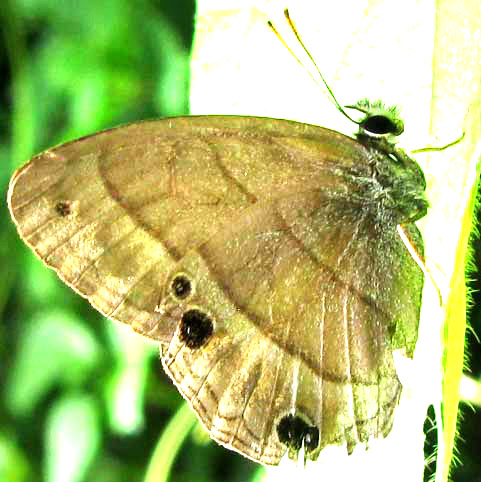 Plain Satyr, CISSIA POMPILIA