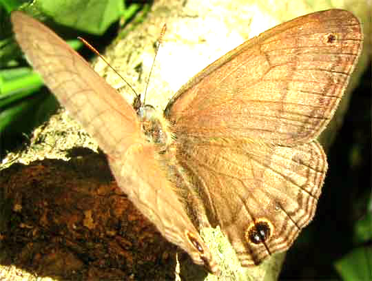 Plain Satyr, CISSIA POMPILIA