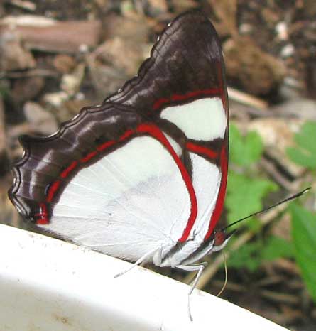 Banded Banner, PYRRHOGYRA NEAEREA HYPSENOR, side view