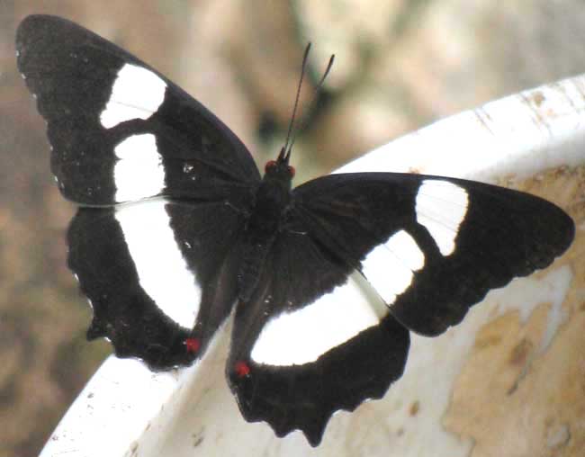 Banded Banner, PYRRHOGYRA NEAEREA HYPSENOR, top view