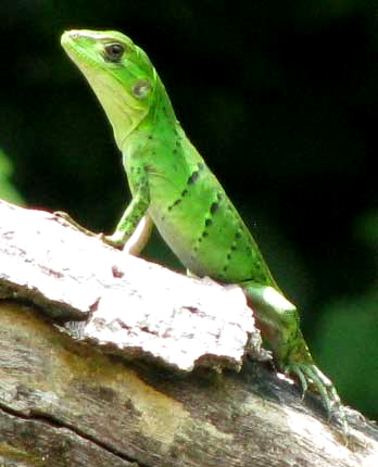 oung green Black Iguana, CTENOSAURA SIMILIS