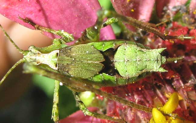 well camouflaged angle-winged katydid