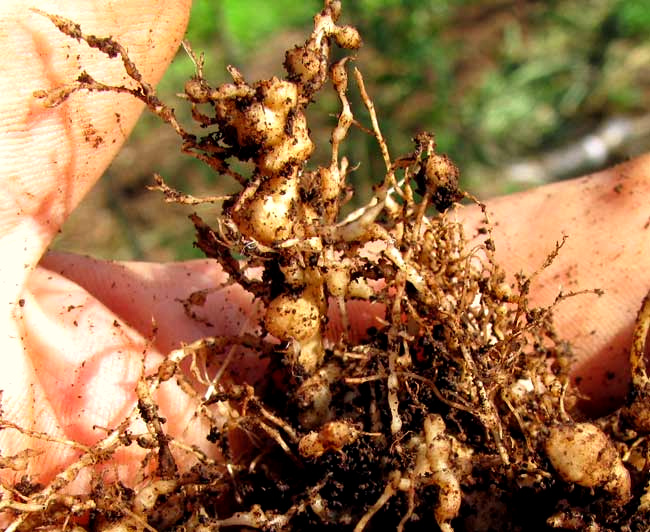 TOMATO ROOT NEMATODES