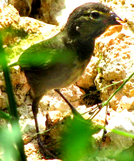 Yellow-faced Grassquit, TIARIS OLIVACEA, immature male