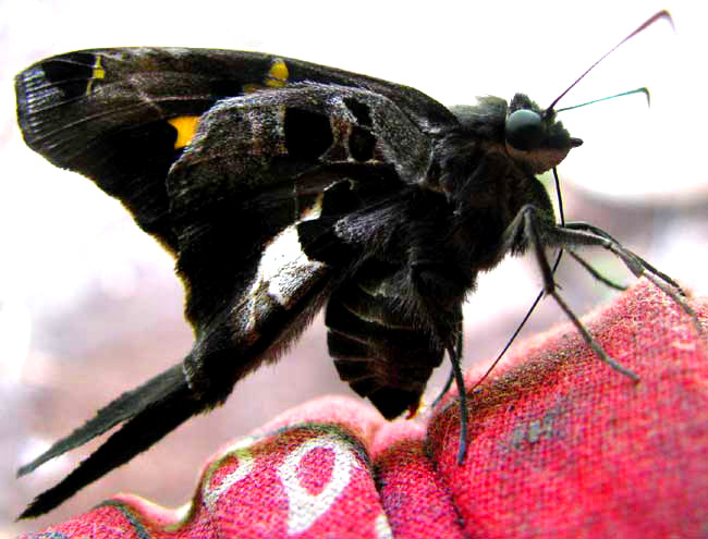 Zilpa Longtail, CHIOIDES ZILPA