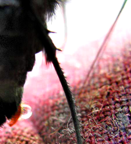 Zilpa Longtail, CHIOIDES ZILPA, taking salts and minerals