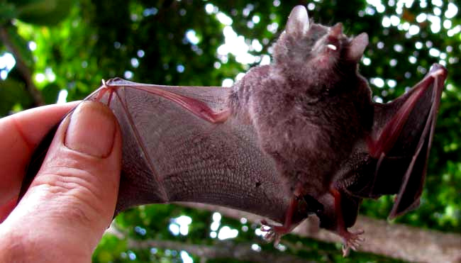 cf. Common Long-tongued Bat, GLOSSOPHAGA SORICINA