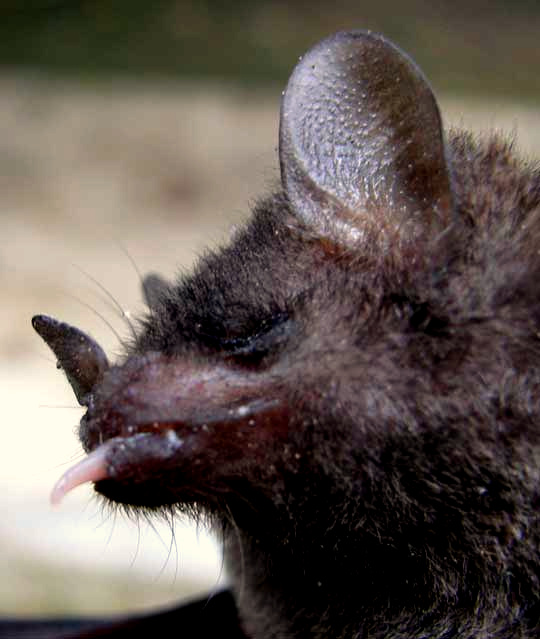 cf. Common Long-tongued Bat, GLOSSOPHAGA SORICINA