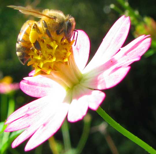 COSMOS CAUDATUS, flower head